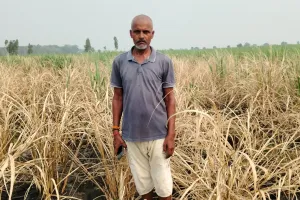 लखीमपुर खीरी : पराली जलाते समय भड़की आग से 13 बीघा गन्ने की फसल जली