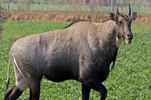 अमरोहा : नीलगाय की गोली मारकर हत्या, पुलिस कर रही जांच