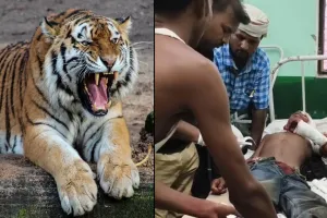 लखीमपुर खीरी : बाघ के हमले से किशोर गंभीर घायल, ग्रामीणों में दहशत