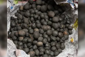 पीलीभीत: 1200 रुपये किलो बिक रहा कटरुआ, अब नींद से जागे पीटीआर के जिम्मेदार, जारी की एडवाइजरी