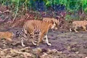 कर्नाटक: जहर खाई गाय खाने से बाघिन और चार शावकों की मौत, 5 हिरासत में