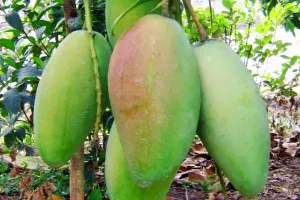 Mango Export: हॉट वाटर ट्रीटमेंट से बढ़ेगी आम की गुणवत्ता, 38 डिग्री तापमान में वायरस मुक्त होगा आम