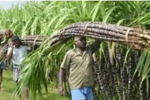 यूपी में गन्ना किसानों के लिए खुशखबरी, योगी सरकार में दोगुनी हुई ‘नर्सरी’ की संख्या 