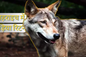 बहराइच में भेड़िया रिटर्न! मां के गोद में सो रहे 3 साल के बच्चे को उठा ले गया जानवर, गन्ने के खेत में मिला शव 