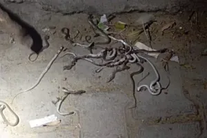 मेरठ : घर से निकले सांप के आठ और बच्चे, पहले भी मिले थे एक साथ 52 सांप