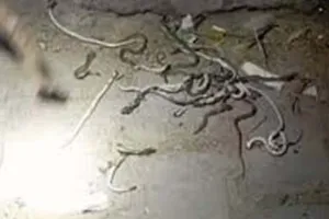 किसान के घर से निकले सैकड़ों सांप, दहशत में पूरा गांव, वन विभाग ने शुरू की जांच 