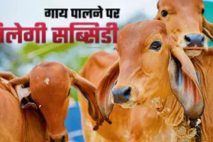 किसानों को गाय पालने पर सब्सिडी देगी योगी सरकार, जानिए क्या है योजना 