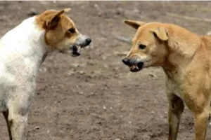 मध्यप्रदेश : मंदसौर में आवारा कुत्तों का आतंक, दोस्तों के साथ खेल रहे मासूम पर किया अटैक, 4 साल के बच्चे की हुई मौत 