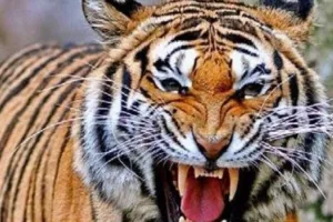 बाघ के हमले में हुई किसान की मौत, खेत में सिचाई के लिए गया था युवक, घटना को लेकर ग्रामीण आक्रोशित