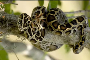 लखीमपुर खीरी: बकरे को निगल गया अजगर...वन विभाग की टीम से लोगों की नोकझोंक