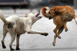 Bareilly: कुत्तों के झुंड लगातार हो रहे हिंसक...अब सुभाषनगर में मासूम पर हमला