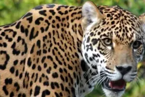 बिजनौर: गुलदार के हमले में बछड़े की मौत...ग्रामीणों में फैली दहशत