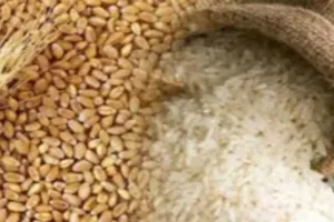 बदायूं: चावल मिले गेहूं कोटेदारों को हुए सप्लाई...ग्रामीणों ने लेने से किया मना