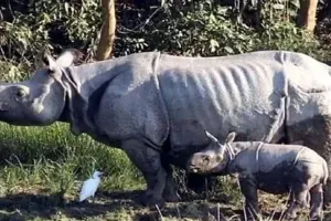 लखीमपुर खीरी: दुधवा में बनेंगे दो नए पुनर्वास केंद्र...वन्यजीवों का होगा संरक्षण