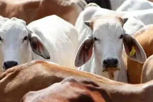  रामपुर: छुट्टा पशु का वध कर शादी में पकवाया गोमांस...अब फरार प्रधान पर दस हजार का इनाम