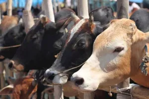 बदायूं: मुहूर्त की वजह से अटका जिले की तीन वृहद गोशालाओं का निर्माण कार्य