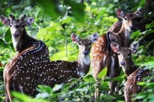 यूपी में जैव विविधता की कहानी में नया अध्याय : सरकार के प्रयासों से बढ़ी Biodiversity