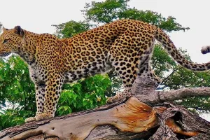 अमरोहा: गांव कमालपुरी में तेंदुआ दिखने से फैली ग्रामीणों में दहशत