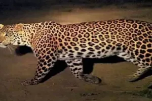 हल्द्वानी:  घर से महिला को उठा ले गया तेंदुआ...जंगल से लाश मिलने के बाद फैली दहशत