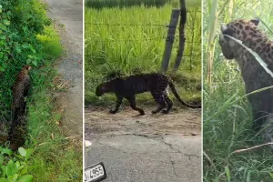 लखीमपुर खीरी: जटपुरवा में सड़क पर टहलता दिखा बीमार तेंदुआ, राहगीरों ने बनाया वीडियो 