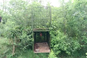 Bareilly: वन विभाग की टीम ने की कांबिंग...तेंदुए का नहीं लगा सुराग