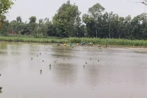 लखीमपुर खीरी: खेतों में रोपे जाने लगे धान, फिर बन रहे बारिश के आसार