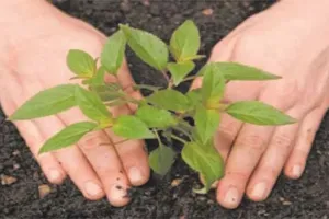 लखीमपुर खीरी: 91 लाख पौधारोपण का लक्ष्य, जुलाई में अभियान की उम्मीद