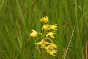 लखीमपुर खीरी: दुधवा में 115 साल बाद दिखा आर्किड का दुर्लभ फूल