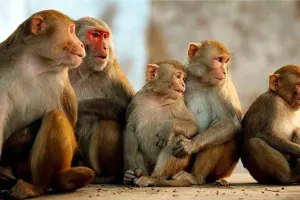 Bareilly: तो क्या नशे में ऊंचाई से गिरकर मर गए 11 बंदर ? पुलिस की थ्योरी पर बड़ा सवाल