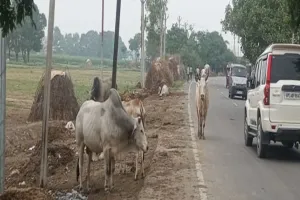 बदायूं: सड़क पर गोवंशों का डेरा पैदा कर रहा हादसे का डर