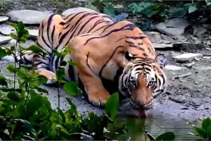 Tiger terror : पीलीभीत टाइगर रिजर्व में बाघ के हमले जारी, 27 दिनों में 5 लोगों की जान गई