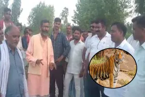 पीलीभीत: अमरिया में बाघिन ने खेत में छुट्टा पशु को बनाया निवाला, मचा हड़कंप
