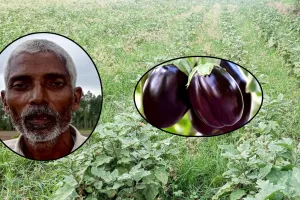 बदायूं: इस किसान ने जिले में पहली बार उगा डाला हाइब्रिड बैंगन