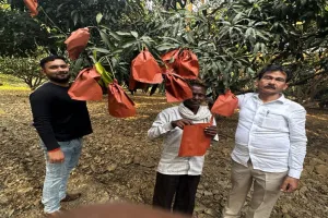 Mango City : बैग विधि से तैयार आम की धूम, किसानों की आय में इजाफा