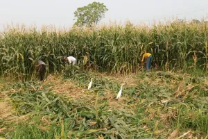 बदायूं: बिगड़ता मौसम को देख किसानों के छूटे पसीने...अधपका मक्का की रात दिन कटाई जारी