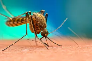 मलेरिया : मंडल में मच्छरों का आतंक, पीलीभीत में सबसे ज्यादा