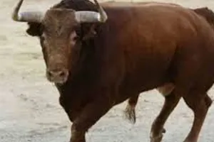 बदायूं: सांड़ से टकराई बाइक...घायल बुजुर्ग की इलाज के दौरान मौत