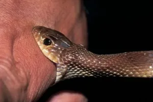 बदायूं:  थैले में छिपी बैठी थी मौत ! हाथ डालते ही सांप के डसने से गई जान