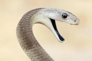 लखीमपुर खीरी: बरसात में सर्पदंश का कहर...पांच साल की मासूम और महिला की मौत 