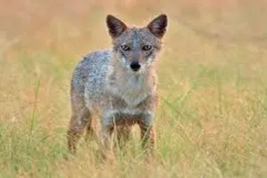 Bareilly: सियार की फैली दहशत...दो महिलाओं और तीन पशुओं पर किया हमला