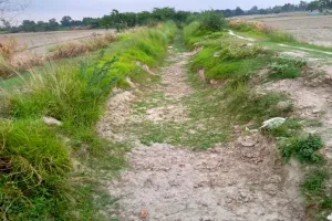 बाराबंकी : नहर में छोड़ा जा रहा क्षमता से कम पानी, संकट में धान रोपाई