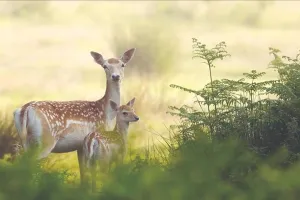 लखीमपुर खीरी: जंगल से भटककर गांव पहुंचे हिरण को कुत्तों ने नोचकर मार डाला