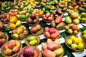 अवध शिल्पग्राम में 4 से लगेगा तीन दिवसीय आम महोत्सव, उद्यान राज्यमंत्री ने लिया तैयारी का जायजा, दिए निर्देश