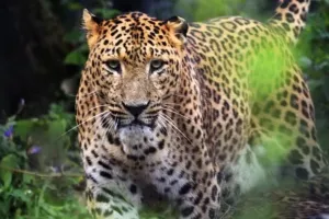 पीलीभीत: काजरबोझी में तेंदुआ की दहशत बरकरार, टीम के साथ पहुंचे रेंजर..ग्रामीणों को किया सतर्क