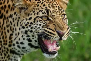 लखीमपुर खीरी : खेत में काम कर रहे किसान को तेंदुए ने मार डाला