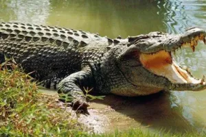 लखीमपुर खीरी : धान की रोपाई कर रहे किसान पर मगरमच्छ ने किया हमला, घायल