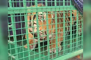 पीलीभीत: कानपुर चिड़ियाघर बनेगा रेस्क्यू की गई बाघिन का नया ठिकाना, परीक्षण के बाद शासन को भेजी थी रिपोर्ट