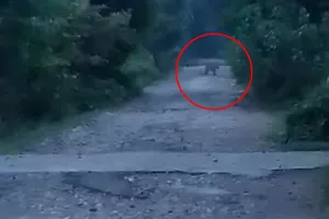 लखीमपुर खीरी : लौखनियां में सड़क पार करता दिखा तेंदुए का जोड़ा, वीडियो वायरल