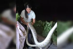लखीमपुर खीरी : घर में निकले अजगर को पकड़ वनक्षेत्र में छोड़ा