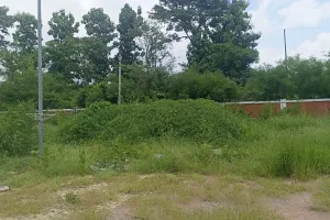 गौलापार स्टेडियम में क्रिकेट पिच के लिए लाई गई 90 लाख की मिट्टी पर उगी घास